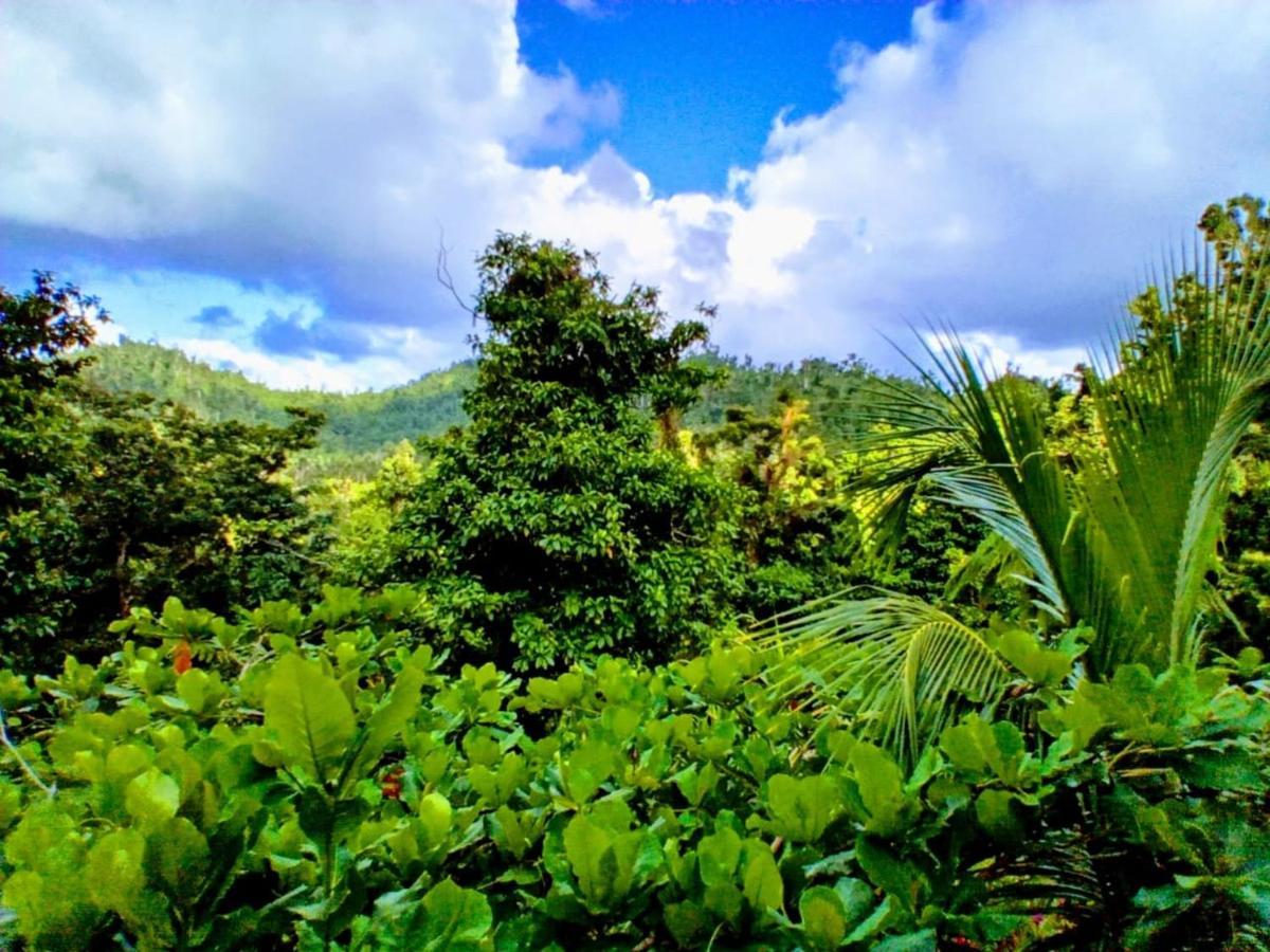 Roots Jungle Retreat Vila Marigot Exterior foto