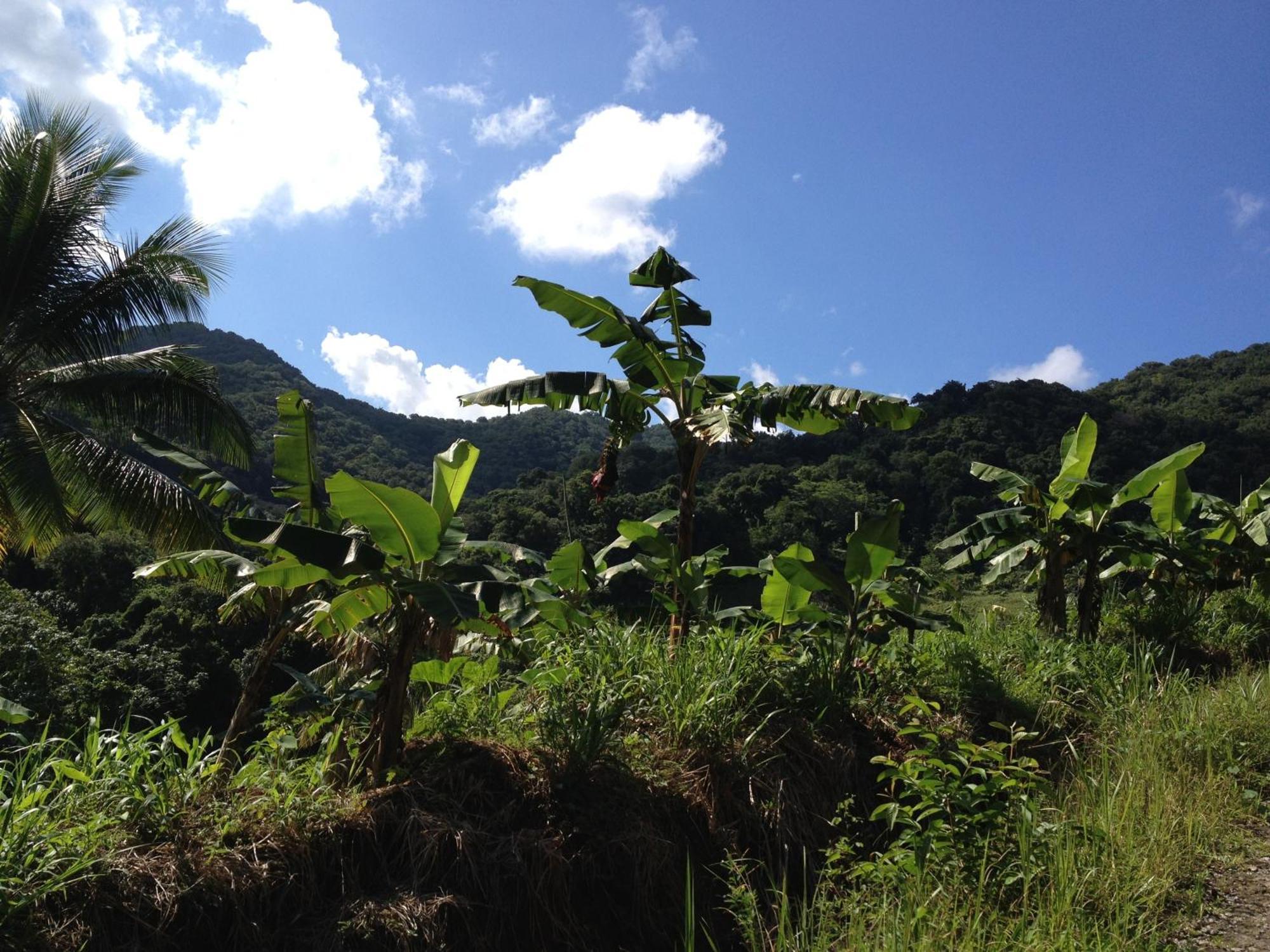 Roots Jungle Retreat Vila Marigot Exterior foto