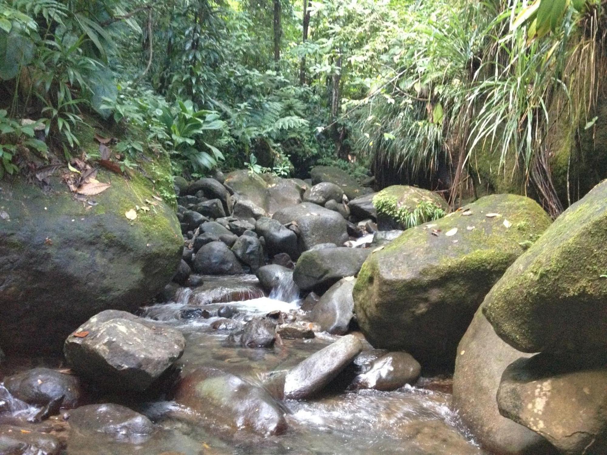 Roots Jungle Retreat Vila Marigot Exterior foto