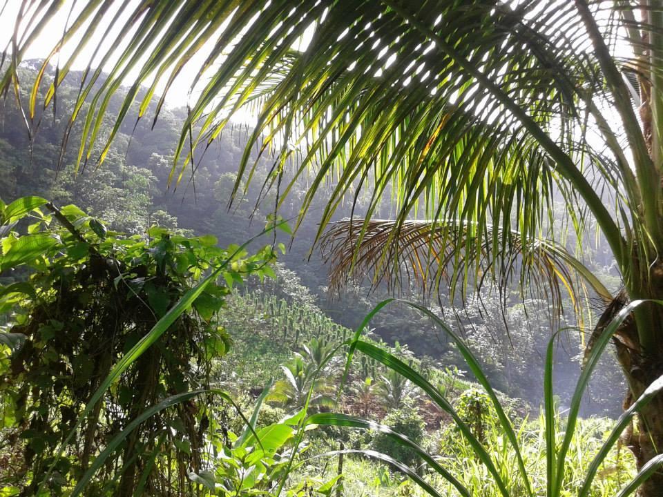 Roots Jungle Retreat Vila Marigot Exterior foto