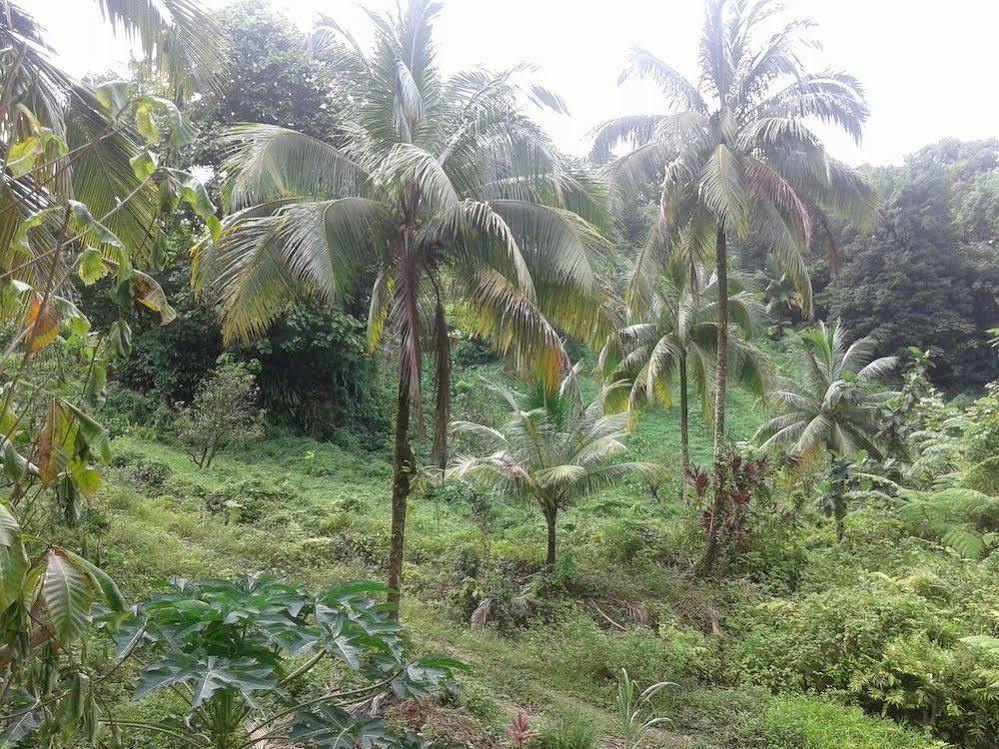 Roots Jungle Retreat Vila Marigot Exterior foto