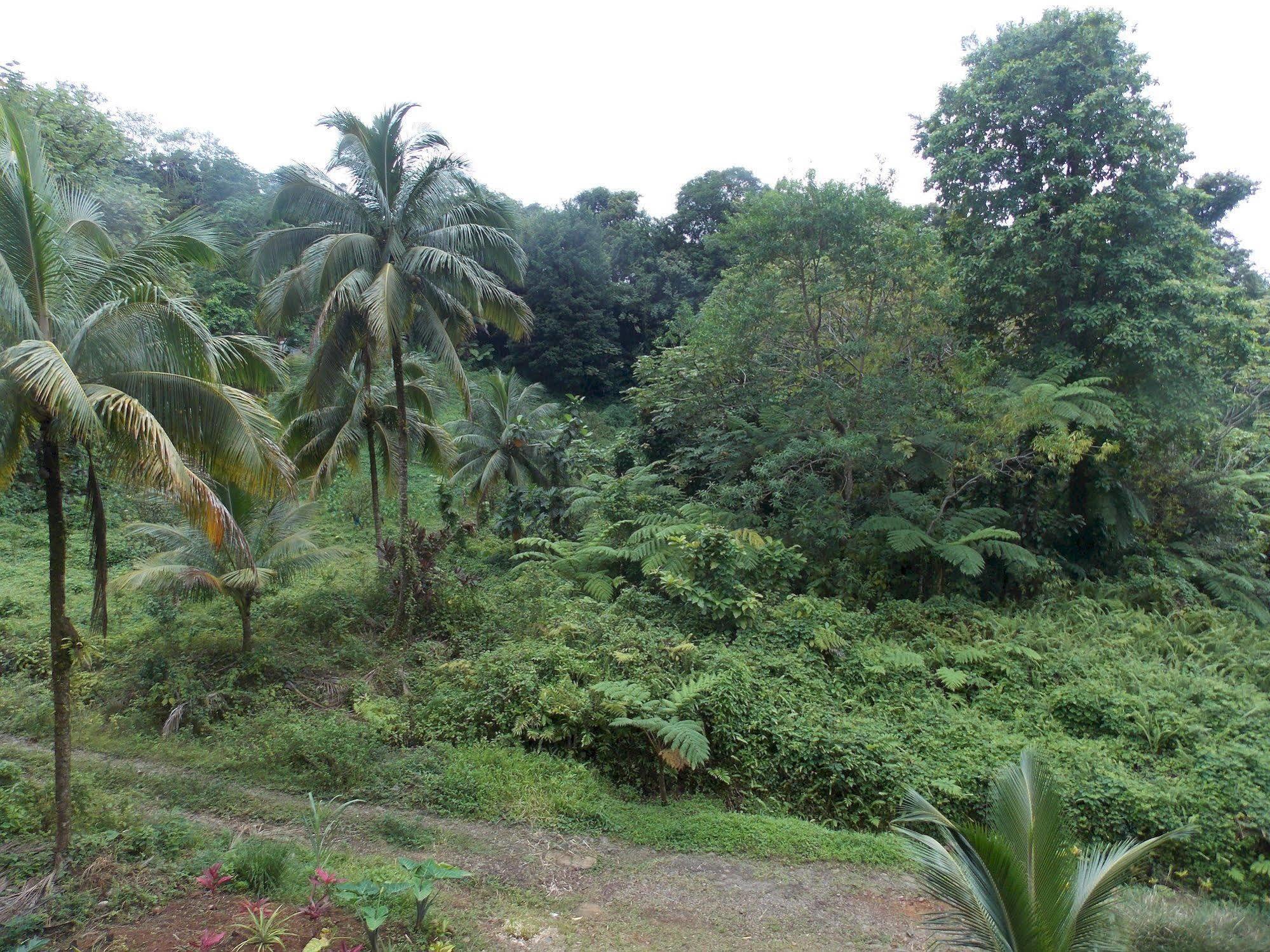 Roots Jungle Retreat Vila Marigot Exterior foto